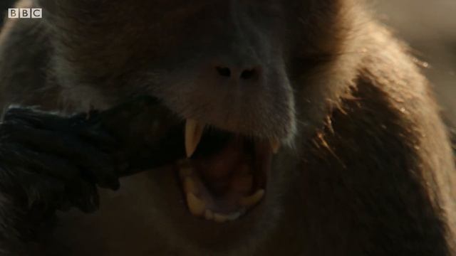 Monkeys Use Tools to Open Shells | BBC Earth смотреть онлайн