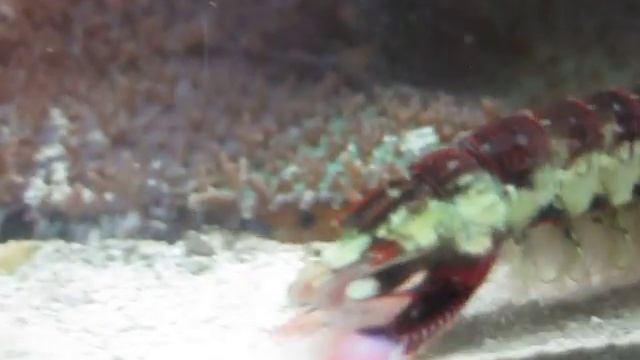 Odontodactylus latirostris смотреть онлайн