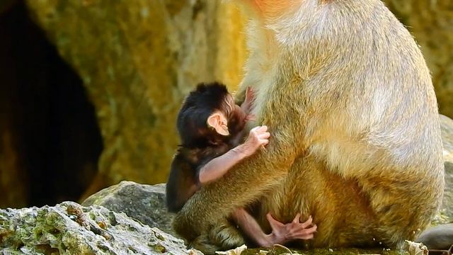 Poor baby Mira can't move out event she so hungry, Why mom Maria block milk baby Mira not pity? смотреть онлайн