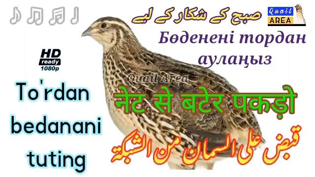 The sound of quails hunting | Бөдене аулаудың дауысы l صوت صيد السمان | Bedana ovi tovushi смотреть онлайн