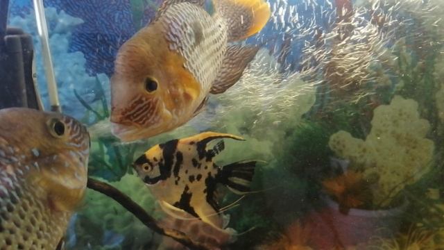 Акара бирюзовая 🐟