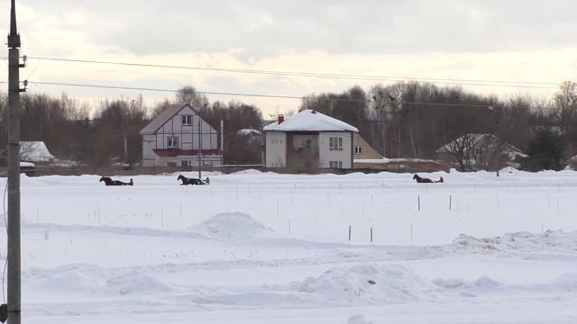 2 Раменский ипподром 12.02.2022 - Лошади рожд. 2019г. рысистых пород смотреть онлайн