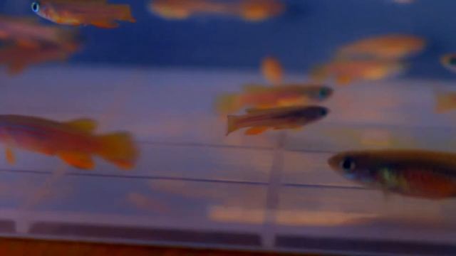 Young killifish - Aphyosemion Striatum смотреть онлайн