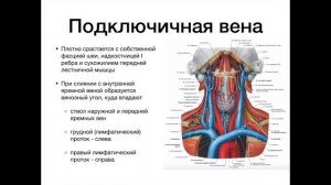 Верхняя полая вена - анатомия сердечно-сосудистой системы (ССС)
