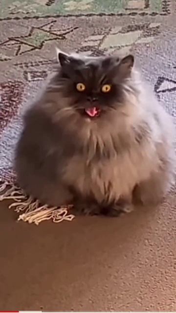 🐱 Домовенок Кузя                                                              #shorts #animals