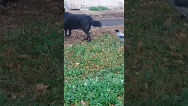 Ворона и хвост Марты смотреть онлайн