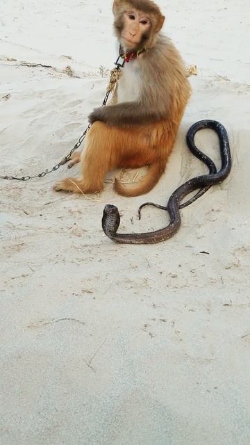 Cobra monkey Short videos #kingsnake #animals #monkey #cobra #cobralion #snake #kingcobra смотреть онлайн