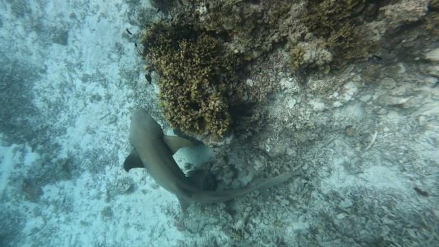 SHARK Diving | Eriyadu, Maldives | 2024/04 #MOTIFDALIS смотреть онлайн