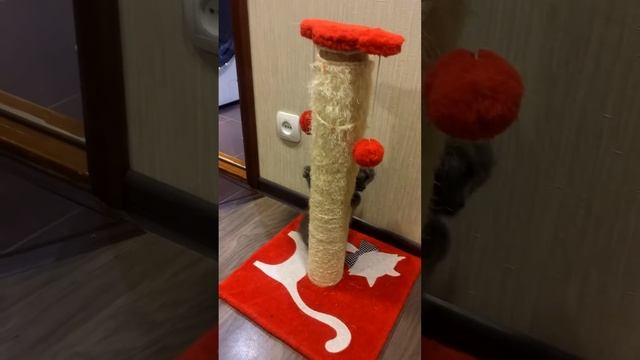 Британские котята смотреть онлайн