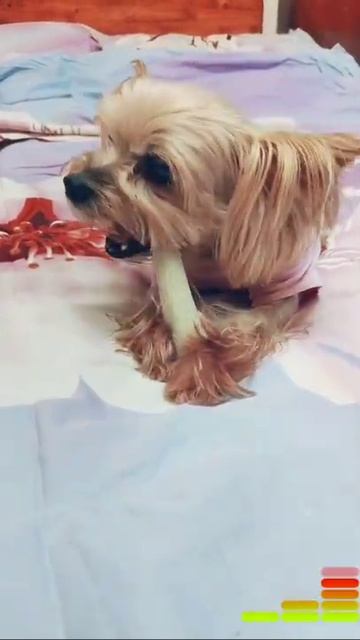 ничего на свете лучше нету... не скупись, поставь лайк и улыбнись! 🐾😉🐾 смотреть онлайн