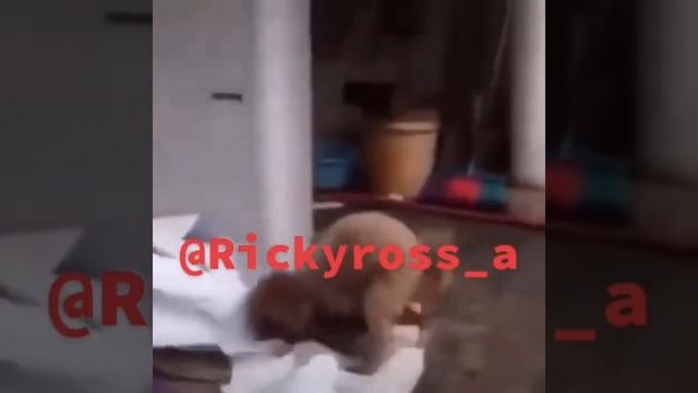 Ghetto CatDog - Funny Animal VoiceOvers PARODY UNCENSORED смотреть онлайн