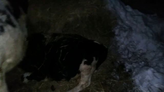 Где теперь живут быки. смотреть онлайн