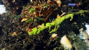 Брачная игра 5 серия «Вопреки всему» (документальный сериал, 2021)