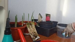 посадка Волжанки