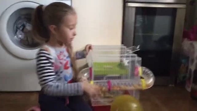 ХОМЯКИ - Уборка в клетке хомяка смотреть онлайн