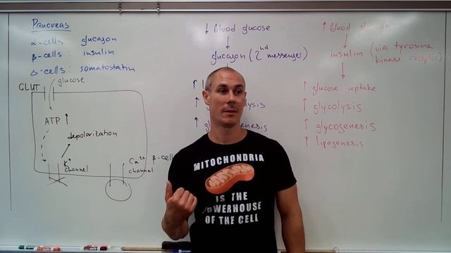 Pancreas смотреть онлайн