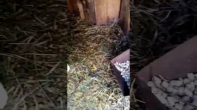 Уборка у кроликов  и паказ всего кроличьего хозяйства.