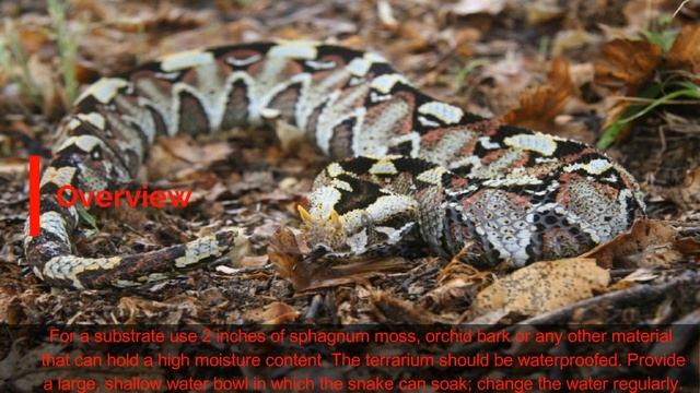 RHINOCEROS VIPER #Bitis nasicornis смотреть онлайн