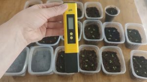 ЭТА СЕРИЯ ПЕТУНИИ ВСЕГДА ПЛОХО ВСХОДИТ. ПРО СВОЙ ТОРФОГРУНТ.