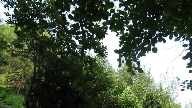 Этих чёрных смородинок блеск...