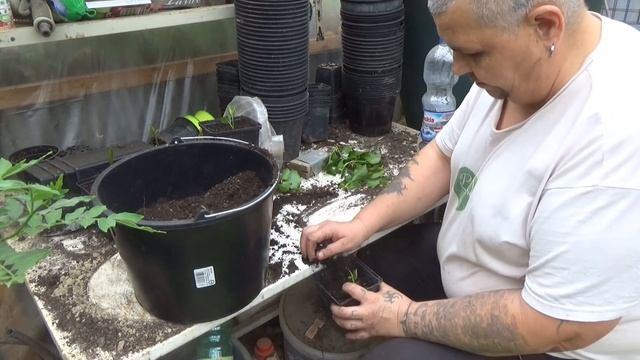 Dugványozás Wu-wei-zi / Schisandra Chinensis/