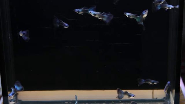 гуппи сине-зеленые blue-green guppy смотреть онлайн
