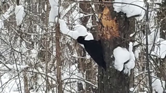 Черный дятел (желна) смотреть онлайн