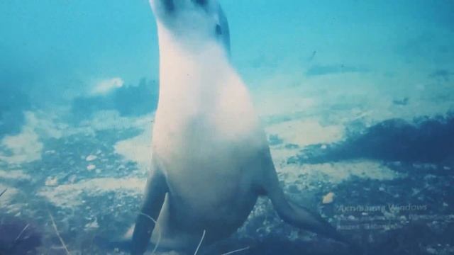 Шум моря, шум моря для сну заспокоює нервову систему і ратує душу # 5 смотреть онлайн