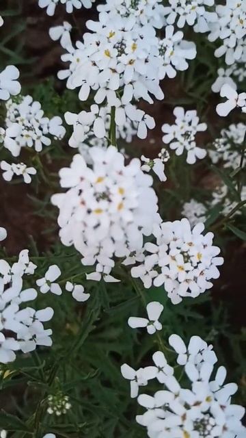Evergreen Candytuft 2022 смотреть онлайн