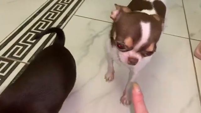 Малыши кушают отлично, растут и развиваются. смотреть онлайн