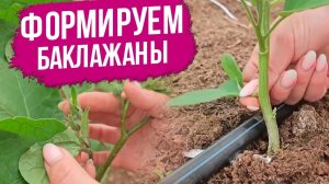 Формирование баклажанов в теплице. Формировка баклажанов в 2, 3 и 4 стебля.