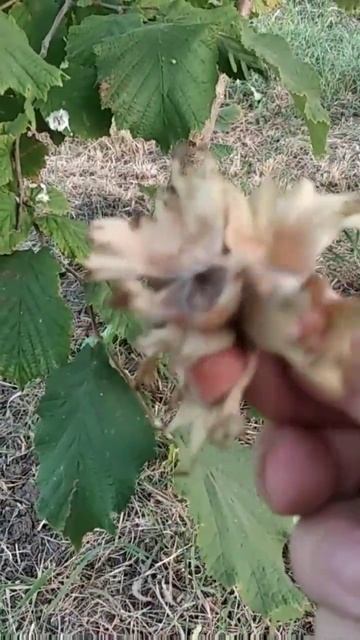 Фундук Черкессий 2. Урожай.  Условия хранения