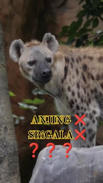 HYENA SI PEMAKAN BANGKAI смотреть онлайн