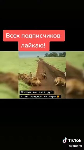 100 шакал 1 лев👑👑👑 смотреть онлайн