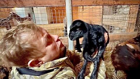 Мы вернулись домой, а наши камерунские козы приготовили СЮРПРИЗ))) смотреть онлайн