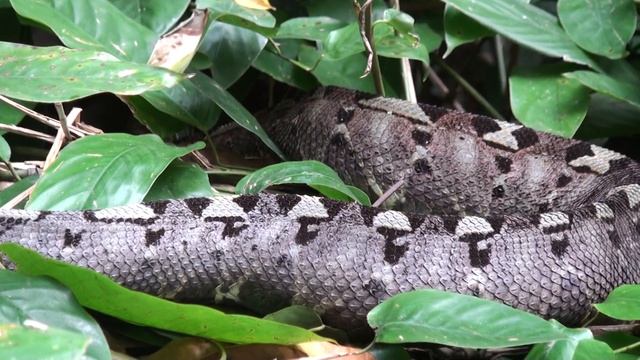 Superbly patterned snake, Rhinoceros Viper Bitis nasicornis, stays a while then slowly slides away. смотреть онлайн
