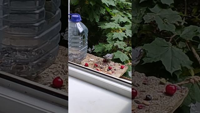 Поползень прилетел - редкий гость смотреть онлайн