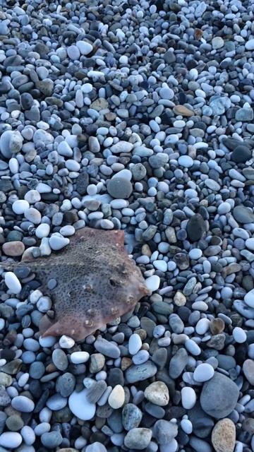 Скат на берегу смотреть онлайн