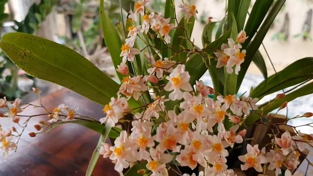 45- ONCIDIUM TWINKLE - FLORAÇÃO E CULTIVO смотреть онлайн