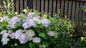 Древовидные  гортензии "Баблгам" и "Маршмеллоу"