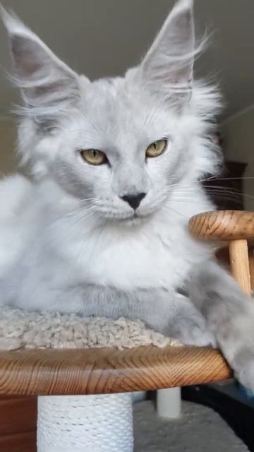 котёнок мейн кун из питомника Страна Гулливеров, gulliver-coon.ru смотреть онлайн