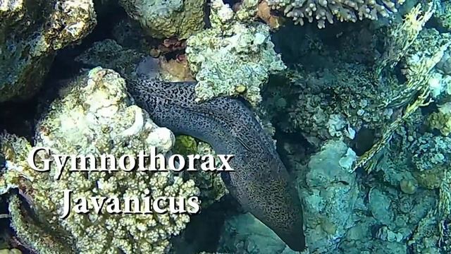 Giant Moray Eel (Gymnothorax Javanicus) in the Red Sea. смотреть онлайн