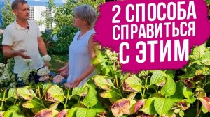 У гортензии сохнут края листьев. Что делать? Паутинный клещ на гортензии. Подкормки гортензии.
