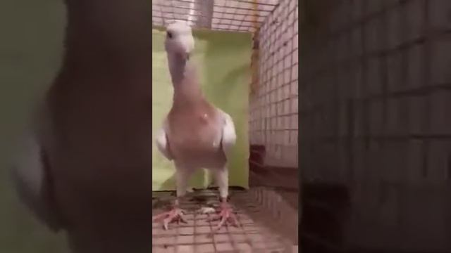 Голуби немецкие выставочные смотреть онлайн