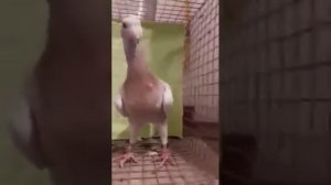 Голуби немецкие выставочные