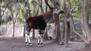 Обучение для детей - Животные зоопарка -  Жираф, Панда,  Слон, Зебра, Крокодил