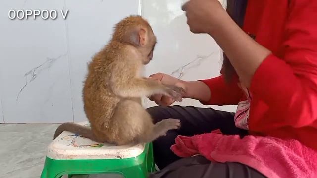 Carry Mom Cutting Nail To Monkey Janny / Janny She Very Scare