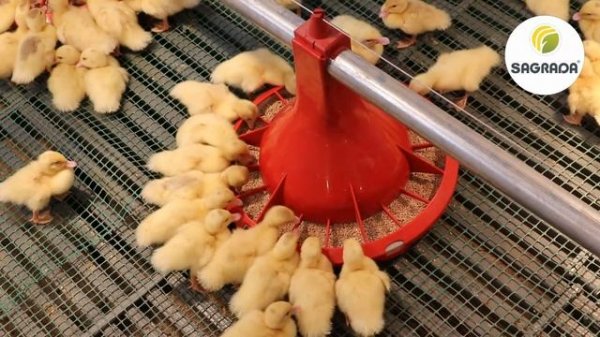 Кормушки для уток | Оборудование SAGRADA