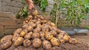 Секрет выращивания картофеля в переработанных покрышках для получения больших и обильных клубней