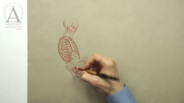 Female Anatomy for Artists - Anatomy Master Class video lesson смотреть онлайн